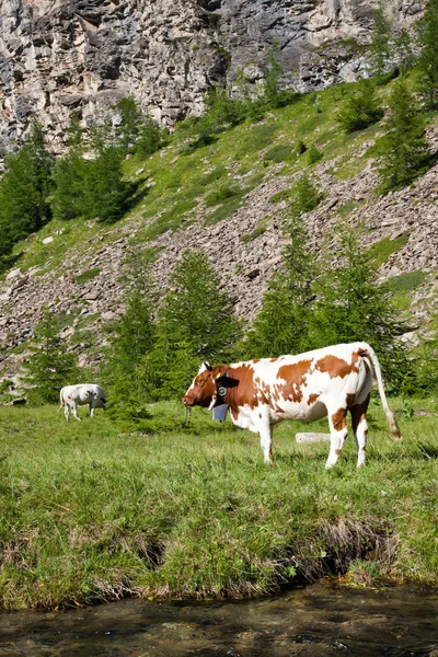 牛とイタリアのアルプス — ストック写真