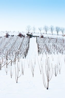 Tuscany: ÜRETIM kışın