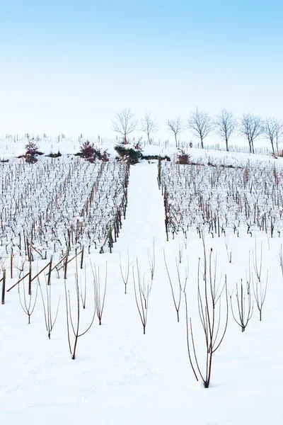Тоскана: зимний виноградник — стоковое фото
