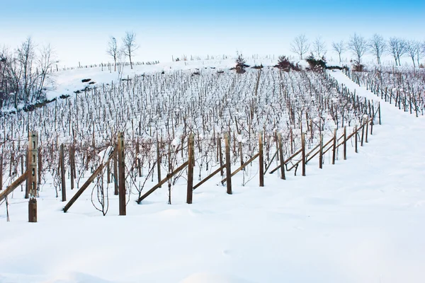stock image Tuscany: wineyard in winter
