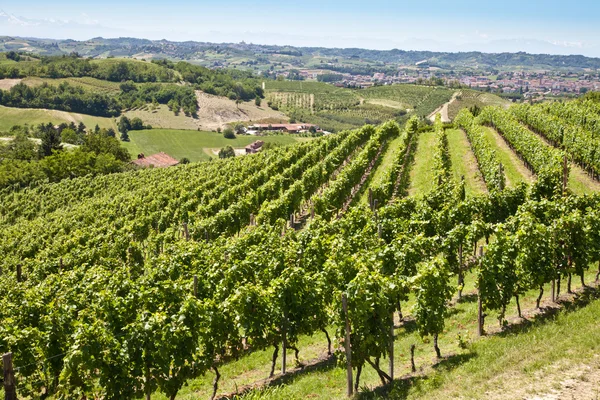 Wijngaard in Italië — Stockfoto
