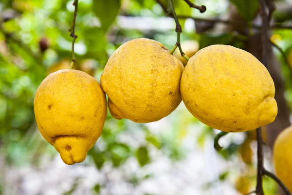 柠檬-agricolture — 图库照片