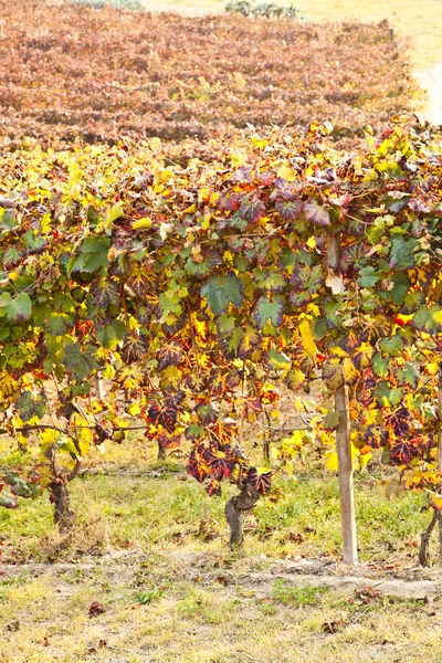 Vignoble en automne — Photo