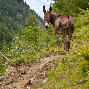Donkey on Italian Alps clipart