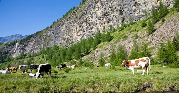 Vacas y Alpes italianos — Foto de Stock