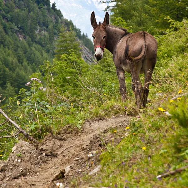 Esel auf den italienischen Alpen — Stockfoto