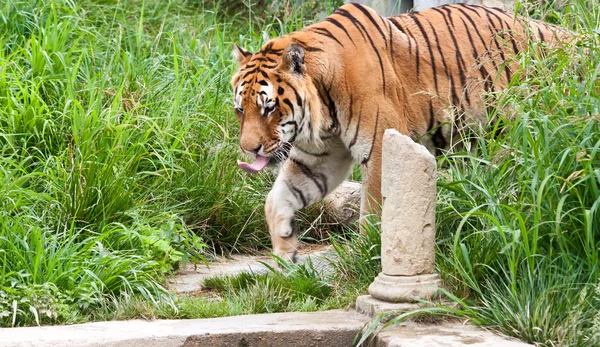 Danger: hungry tiger — Stock Photo, Image
