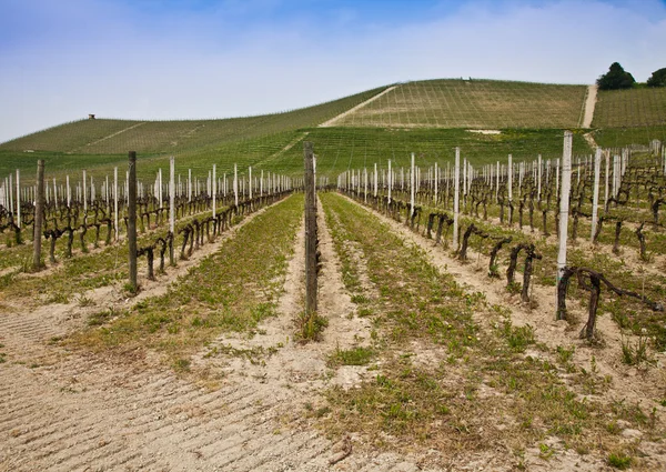 Barbera vineyard - Italy Stock Photo