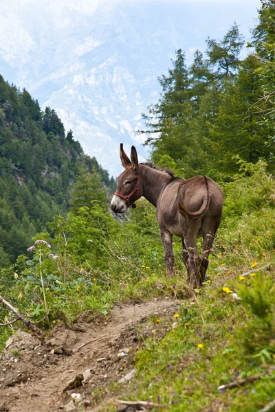 Burro en los Alpes italianos — Foto de Stock