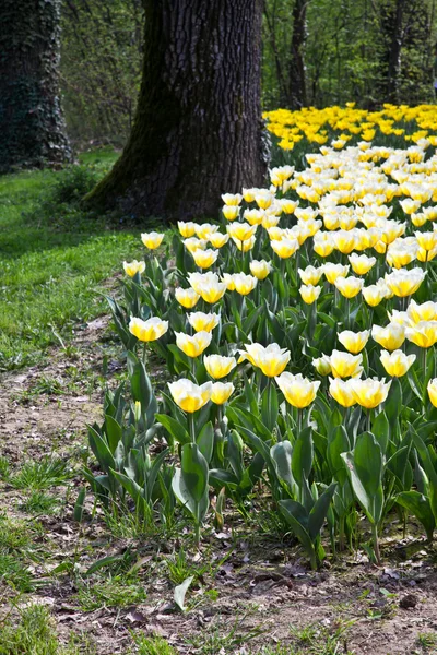 Tulipani - varietà Jaap Groot — Foto Stock