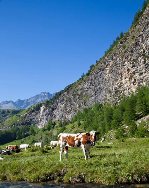 牛和意大利阿尔卑斯山 — 图库照片