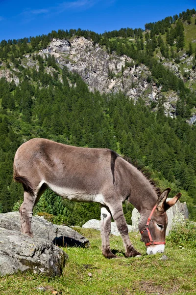 Burro en los Alpes italianos — Foto de Stock
