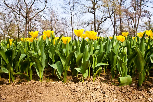 Tulips - Golden varietie — Stock Photo, Image