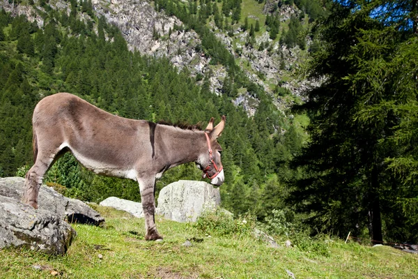 stock image Donkey on Italian Alps