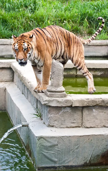 Niebezpieczeństwo: głodny Tygrys — Zdjęcie stockowe