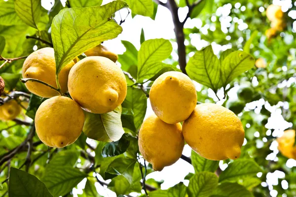 Lemon - agricolture — Stock Photo, Image