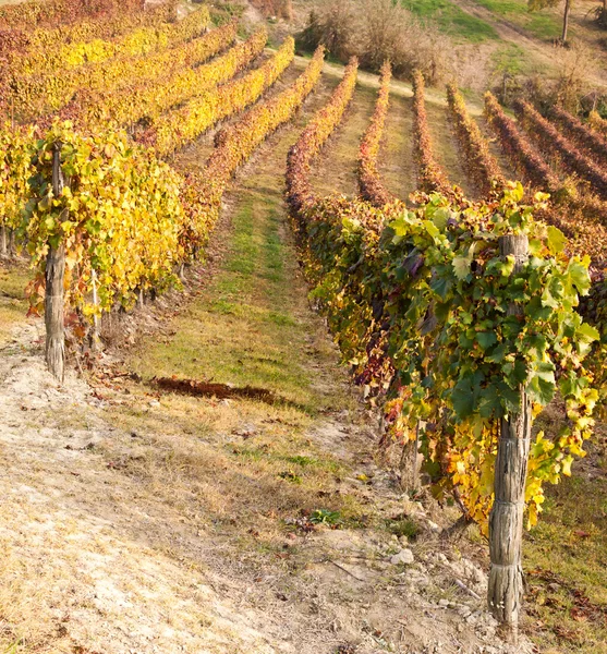 Виноградник восени — стокове фото