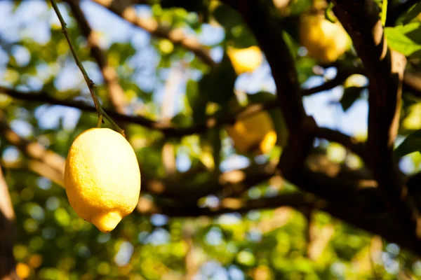 Pertanian Lemon — Stok Foto