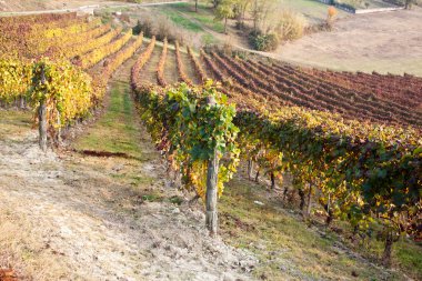 Vineyard in autumn clipart