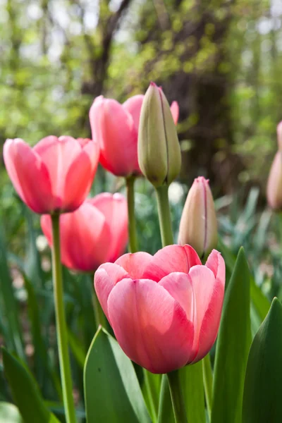 Spring tulips impregnated by the sun — Stock Photo, Image