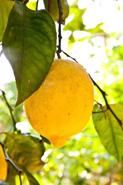 Agrikulturen - citron — Stockfoto