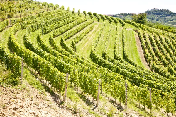 Italien - Piemonte-regionen. Barbera vingård — Stockfoto