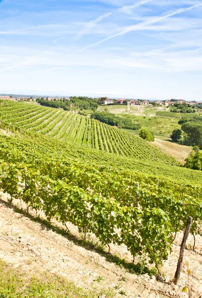 Itálie - podhorské oblasti. Barbera vinice — Stock fotografie