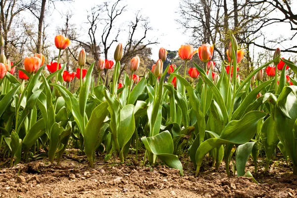 Tulipani primaverili impregnati dal sole — Foto Stock