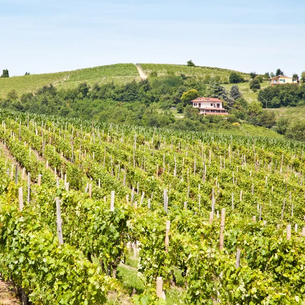 Italy - Piedmont region. Barbera vineyard — Stock Photo, Image