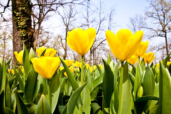 Tulipani - Varietà dorata — Foto Stock
