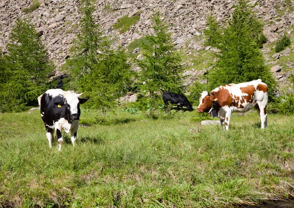 Cows and Italian Alps — Stock Photo, Image