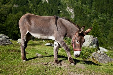 Donkey on Italian Alps clipart