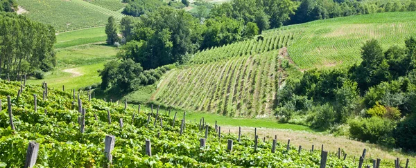 Italië - Italiaanse regio Piëmont. Barbera wijngaard — Stockfoto