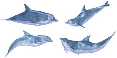 Dolphin Pack clipart