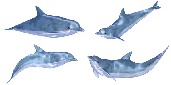 海豚包 — 图库照片