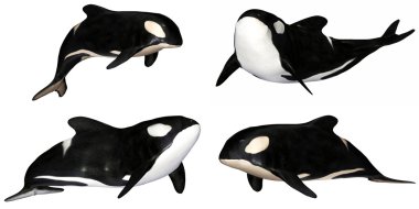 Killer Whale Pack clipart