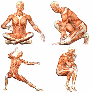 Male Human Body Anatomy Pack - 3of3 clipart