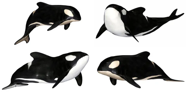 Paquete de ballenas asesinas Imagen De Stock