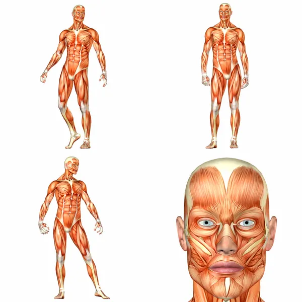 Пакет анатомії чоловічого тіла - 1of3 Стокове Зображення
