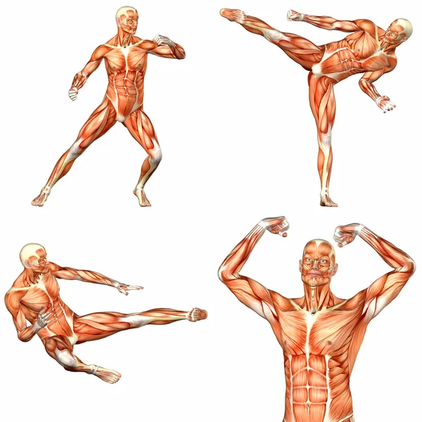 Paquete de anatomía del cuerpo humano masculino - 2of3 Fotos De Stock