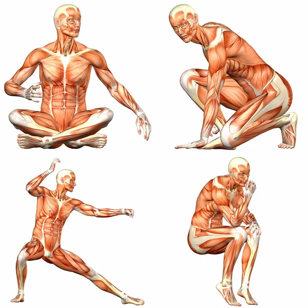 Pacote de anatomia do corpo humano masculino - 3of3 Imagem De Stock