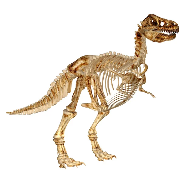 Скелет тираннозавра Рекса (T-rex) — стоковое фото