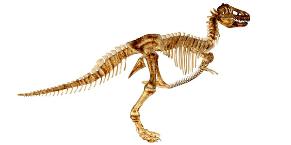 Скелет Tyrannosaurus Rex (T-rex) — стокове фото