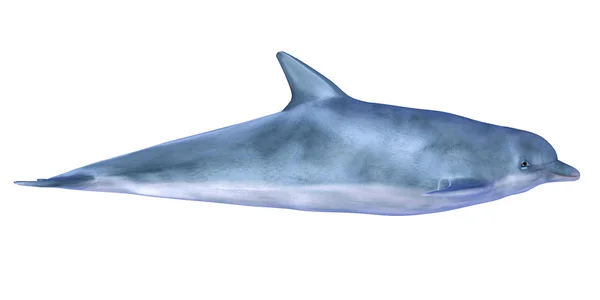 Golfinho azul — Fotografia de Stock