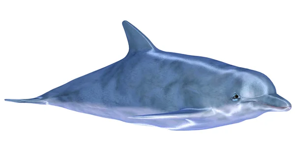 Dolphin Biru — Stok Foto