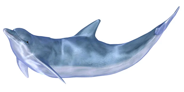 Blå delfin — Stockfoto