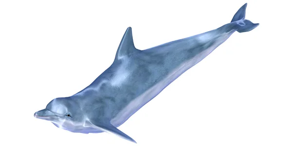 Blauw Dolfijn — Stockfoto
