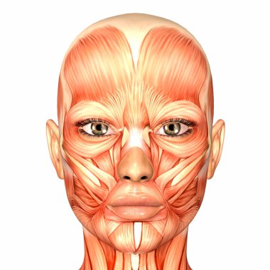 Female Human Face Anatomy clipart