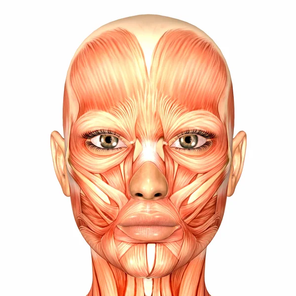Kobieta twarzy ludzkiej anatomii — Zdjęcie stockowe