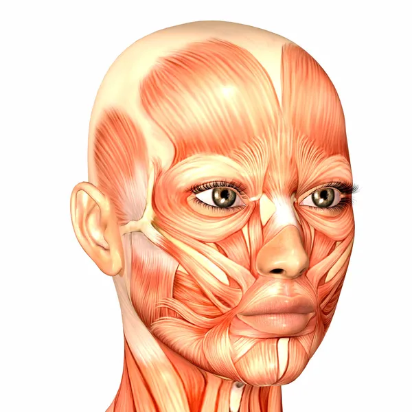Anatomia da face humana feminina — Fotografia de Stock